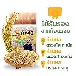 ข้าวกล้องกข43 16 ข้าวกล้องกข43 - Image 3