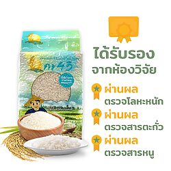 ข้าวขาวกข43 16 ข้าวขาวกข43 - Image 3
