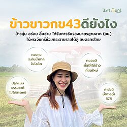 ข้าวขาวกข43 23 ข้าวขาวกข43 - Image 10