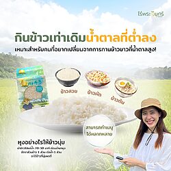 ข้าวขาวกข43 24 ข้าวขาวกข43 - Image 11