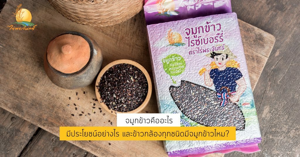 จมูกข้าวคืออะไร มีประโยชน์อย่างไร และข้าวกล้องทุกชนิดมีจมูกข้าวไหม 1 จมูกข้าวคืออะไร
