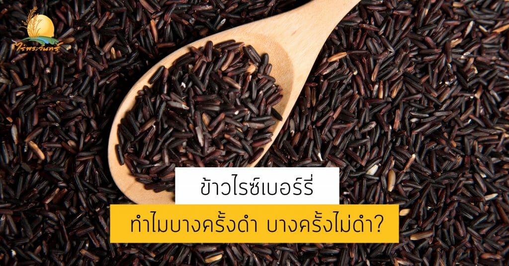 ข้าวไรซ์เบอร์รี่ทำไมถึง ดำบ้างและไม่ดำบ้าง 1 ไรซ์เบอร์รี่ดำไม่ดำ ข้าวเพื่อสุขภาพ ข้าวกล้อง ข้าวสุขภาพ ข้าว ข้าวไรซ์เบอรี่ ไรซ์เบอรี่ ไรซ์เบอร์รี่ ข้าวไรซ์เบอร์รี่ Riceberry ข้าวดำ ไรซ์ ราคา ขายส่ง ค้าส่ง ราคาส่ง ราคาถูก ราคาไม่แพง อินทรีย์ ออแกนิค organic ออแกนิก เกษตรอินทรีย์ ไร่พระจันทร์ moonricefarm