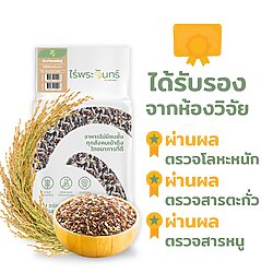 ข้าว7สายพันธุ์ 13 ข้าว7สายพันธุ์ - Image 3