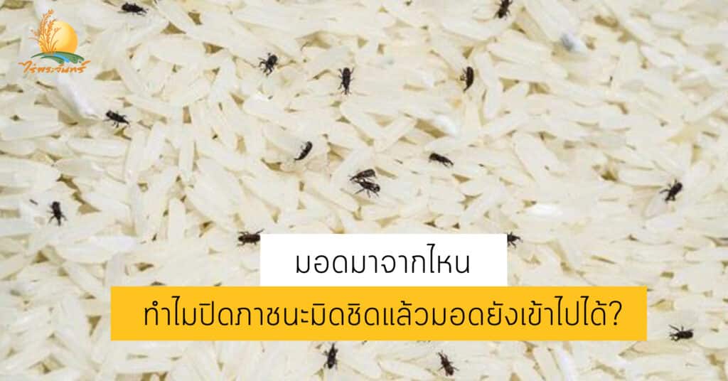 มอดมาจากไหน เข้ามาในภาชนะเราได้อย่างไร 1 มอดในข้าว มอด วิธีจัดการมอด วิธีกำจัดมอด มอดเข้าไปในข้าวได้อย่างไร มอดเข้าไปได้ยังไง