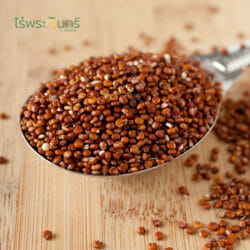 ควินัวแดง (20 กิโลกรัม) 7 ควินัว ควินัวแดง ควินัวสีแดง คินัว คินัวแดง คีนัว คีนัวแดง quinoa red thailand quinoa thai
