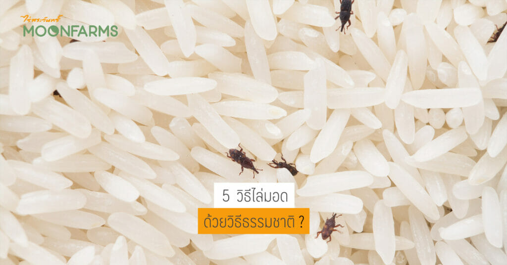 5 วิธีไล่มอด ด้วยวิธีธรรมชาติ 1 5 วิธีไล่มอด ด้วยวิธีธรรมชาติ