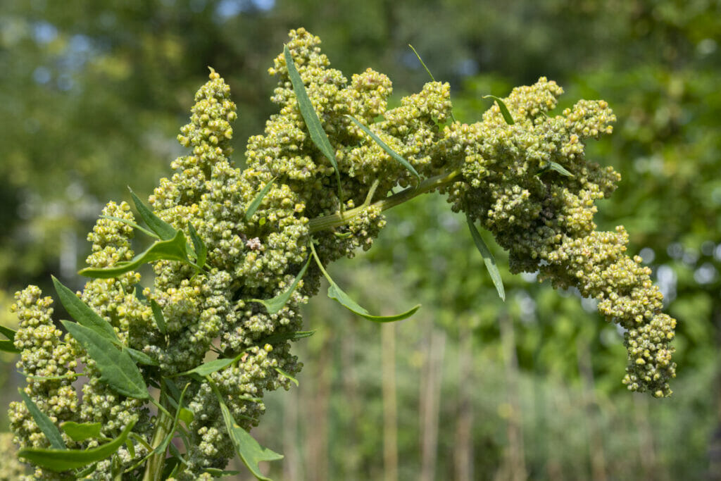 quinoa plant close up
