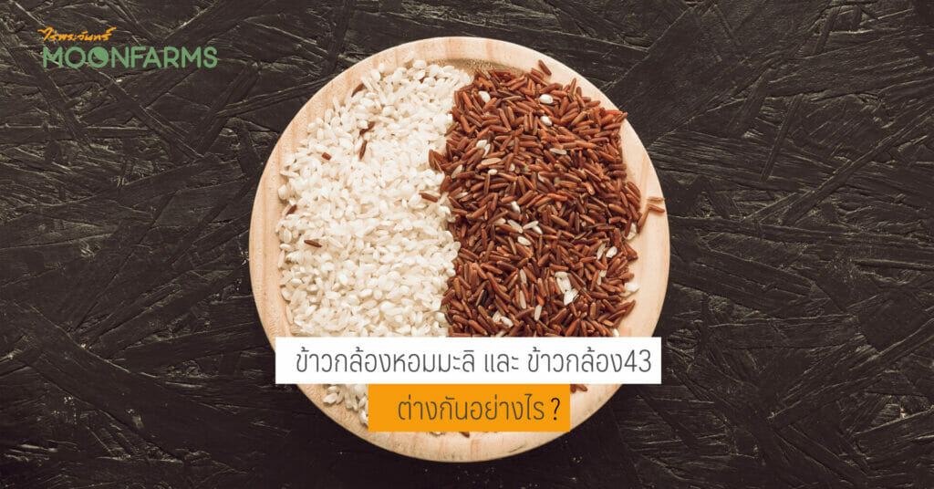 ข้าวกล้องหอมมะลิ และ ข้าวกล้อง43 ต่างกันอย่างไร 1 ข้าวกล้องหอมมะลิ และ ข้าวกล้อง43 ต่างกันอย่างไร