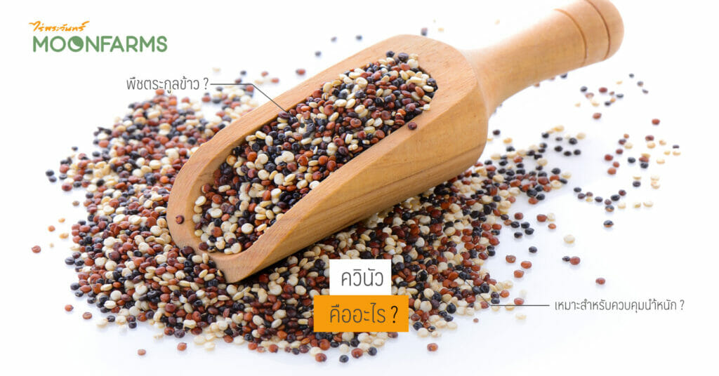ควินัวคืออะไร ? 1 ควินัวคืออะไร ?