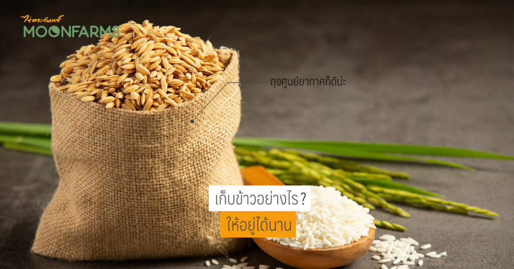 เก็บข้าวอย่างไรให้อยู่ได้นาน หากอยู่คนเดียว 1 เก็บข้าวให้อยู่นาน