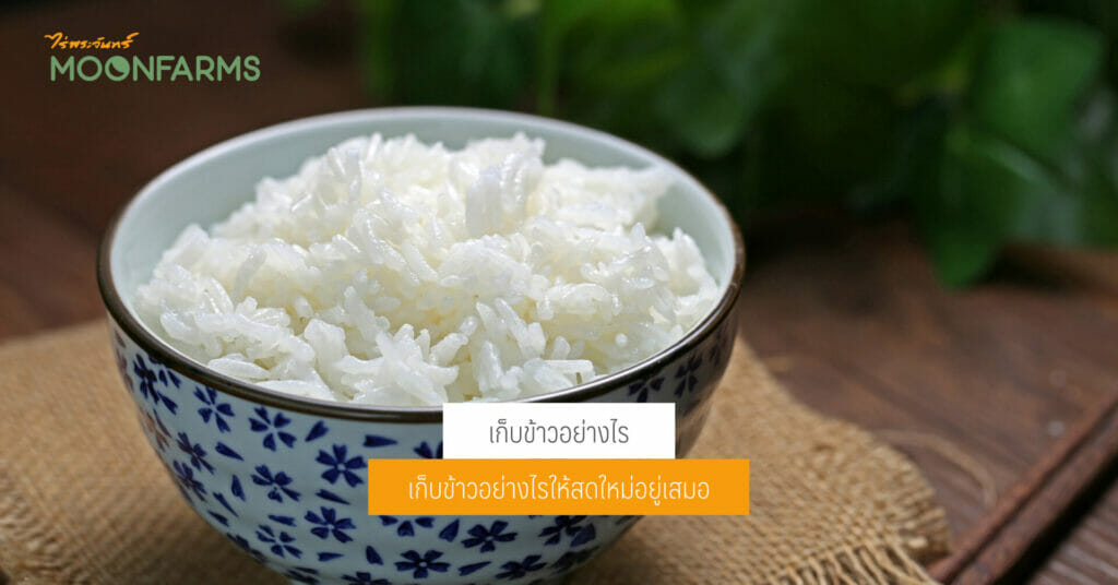 การเก็บข้าวอย่างไรให้สดใหม่อยู่เสมอ 1 เก็บข้าวอย่างไรให้สดใหม่อยู่เสมอ