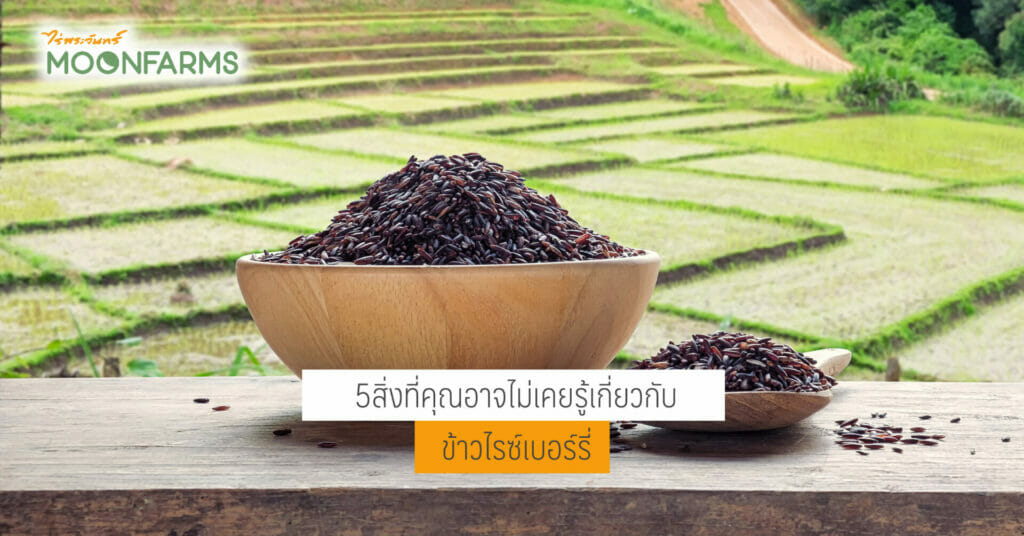 5 สิ่งที่คุณอาจไม่เคยรู้เกี่ยวกับ "ไรซ์เบอร์รี่" 1 ร่างBlog copy