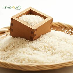 ข้าวญี่ปุ่น 13 ข้าวญี่ปุ่น Japan Rice Japanese Rice ข้าวประเทศญี่ปุ่น ไร่พระจันทร์
