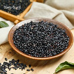 ข้าวเหนียวดำ 18 ข้าวเหนียวดำ ข้าวเหนียวลืมผัว Black Sticky Rice เหนียวดำ ข้าวเหนียวดำลืมผัว ข้าวเหนียวนิล ข้าวก่ำดอย ข้าวก่ำ ข้าวลืมผัว