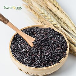 ข้าวเหนียวดำ 14 ข้าวเหนียวดำ ข้าวเหนียวลืมผัว Black Sticky Rice เหนียวดำ ข้าวเหนียวดำลืมผัว ข้าวเหนียวนิล ข้าวก่ำดอย ข้าวก่ำ ข้าวลืมผัว