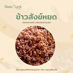 ข้าวสังข์หยด สังหยด สังก์หยด ข้าวพัทลุง ข้าวสีส้ม ข้าวสีแดง ข้าวกล้อง ไร่พระจันทร์ moonfarms sangyod rice