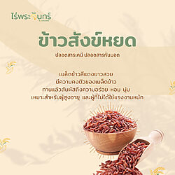 ข้าวสังข์หยด สังหยด สังก์หยด ข้าวพัทลุง ข้าวสีส้ม ข้าวสีแดง ข้าวกล้อง ไร่พระจันทร์ moonfarms sangyod rice