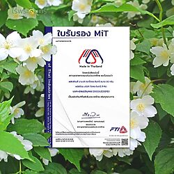 ชามะลิ 10 ชามะลิแท้ ชามะลิ ไร่พระจันทร์
