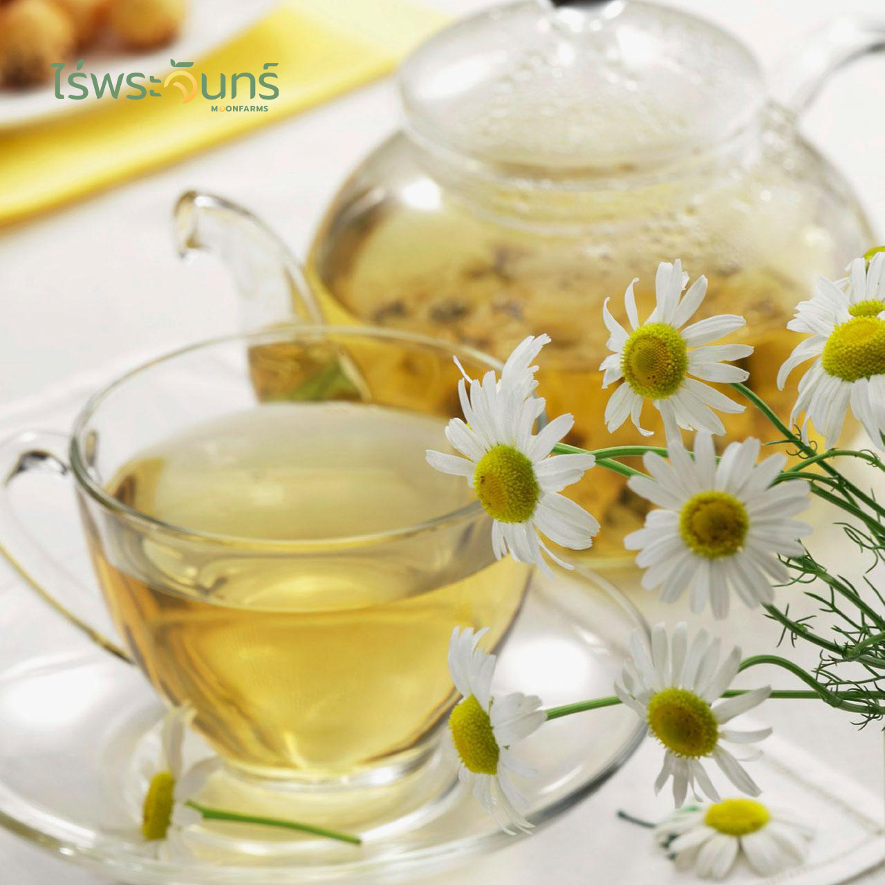ชาคาโมมายล์ 6 ชาคาโมมายล์ ดอกคาโมมายล์ ชาดอกไม้ ไร่พระจันทร์ chamomile tea