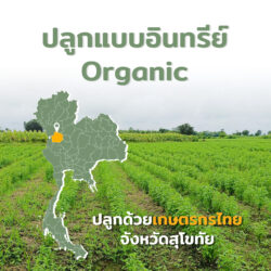 เมล็ดแมงลัก - Image 2