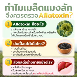 เมล็ดแมงลัก 13 เมล็ดแมงลัก Basil Seeds เม็ดแมงลัก เมล็ดแมงลักแห้ง ธัญพืช แมงลัก